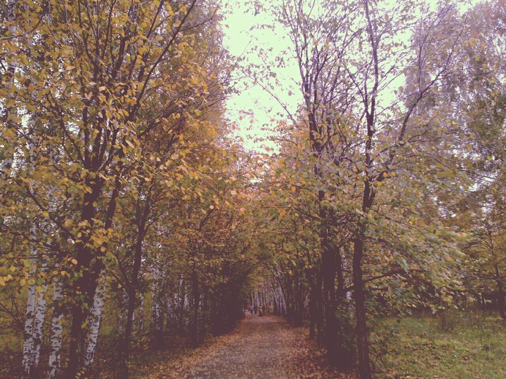 Деревья и аллея