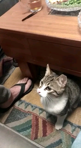 nice cat in viedo( it is in hebrow)?