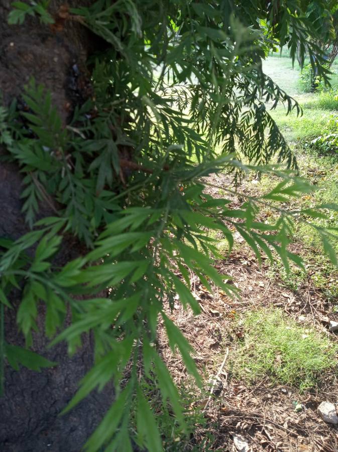 tree