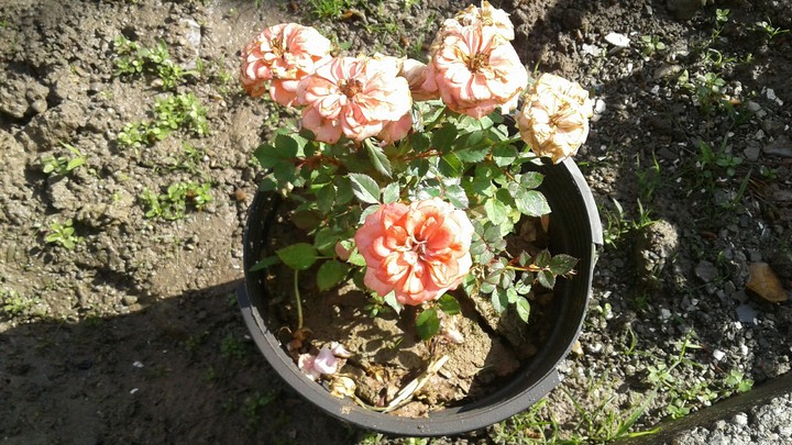spring flowers