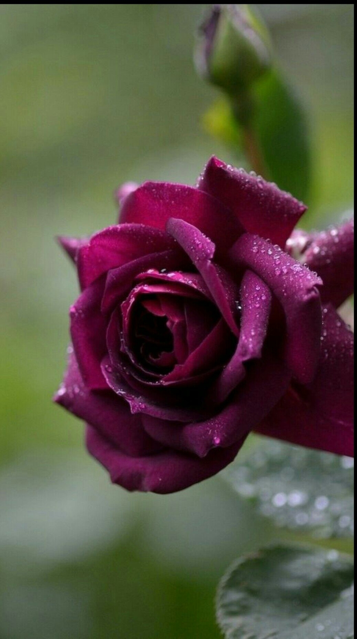 red rose