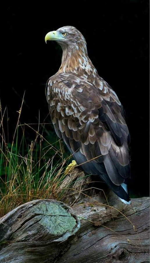 Mighty Eagle