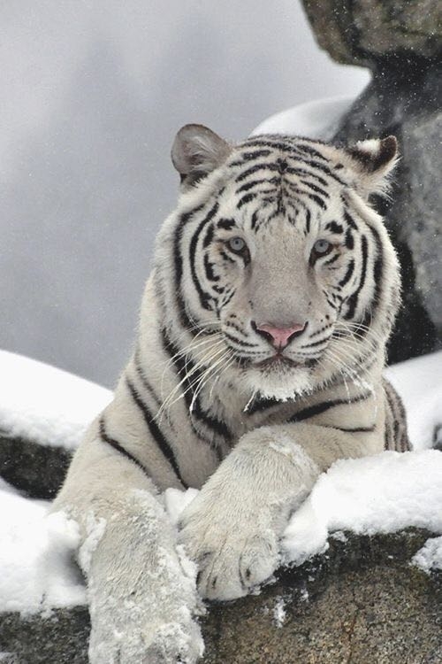 white_tiger