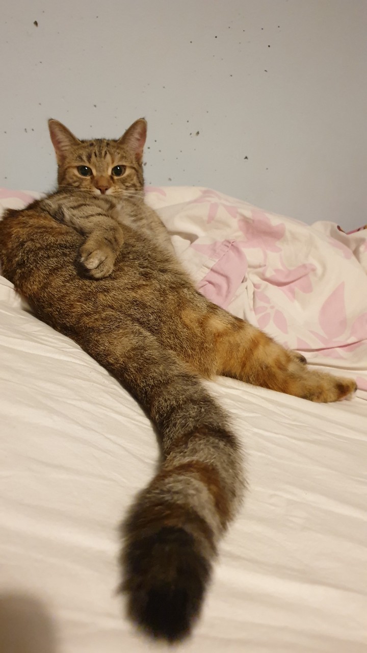 minoos