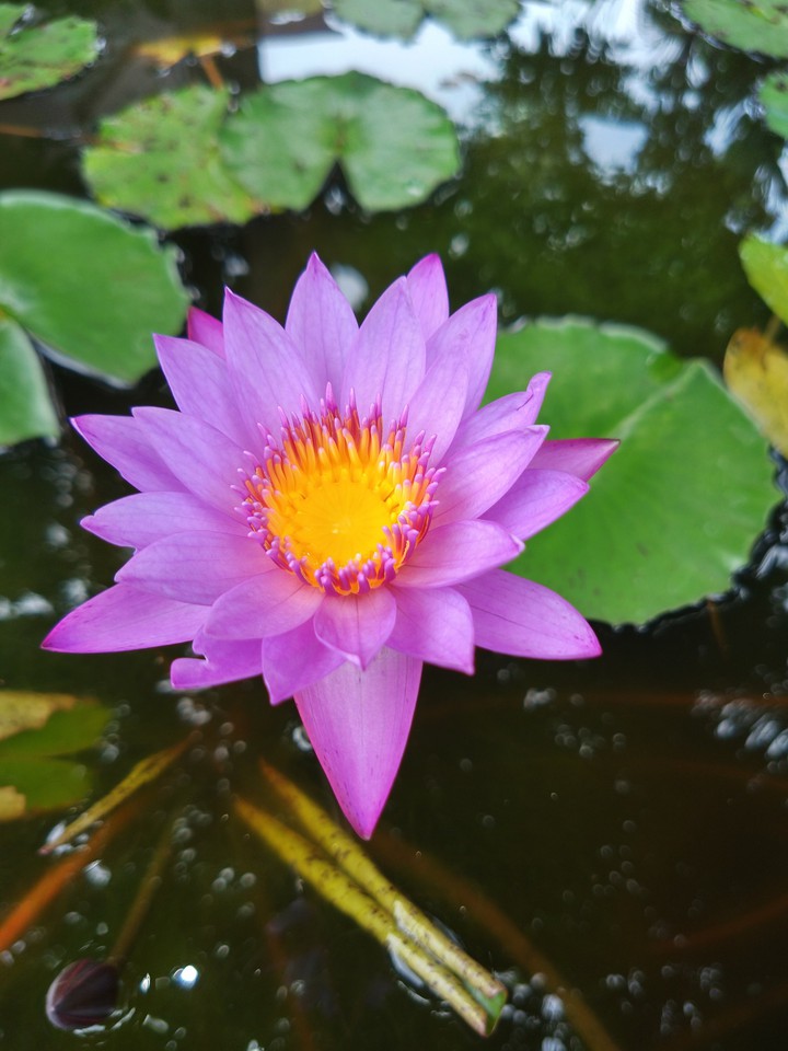 lotus love