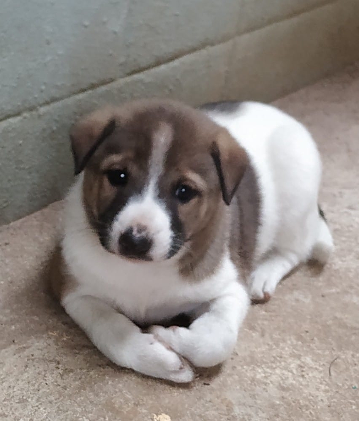 puppy
