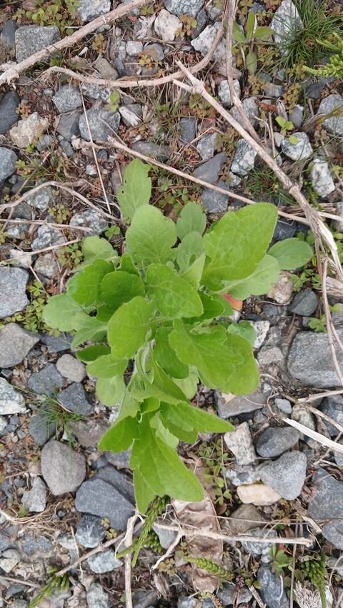 小灌木, 草本植物桌布