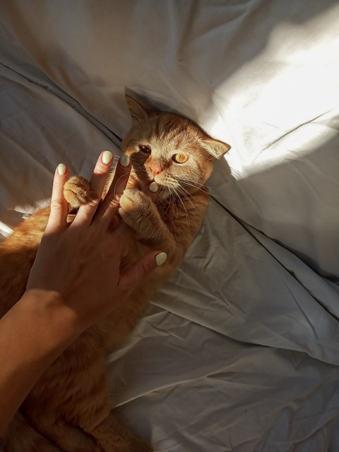Cat