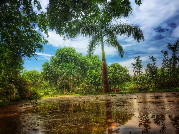 Nature after rain