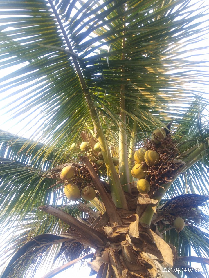coconut tree