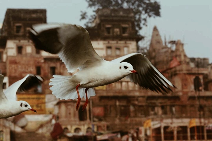 bird