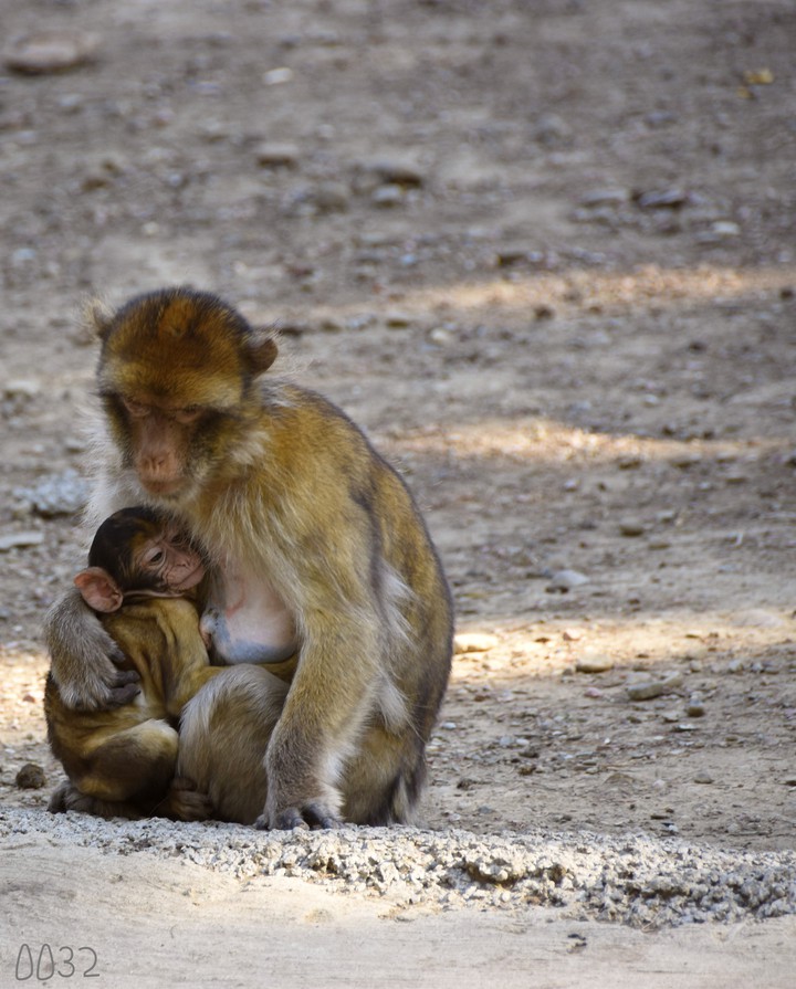 monkey