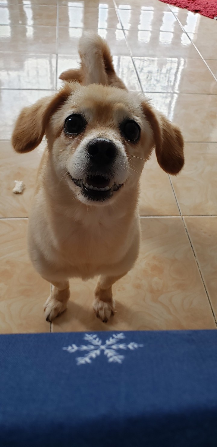 MY DOG