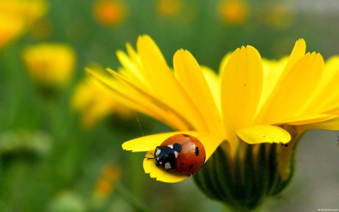 природа