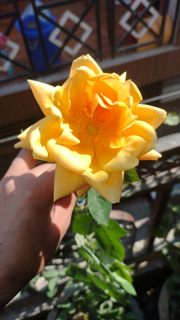 yellow rose