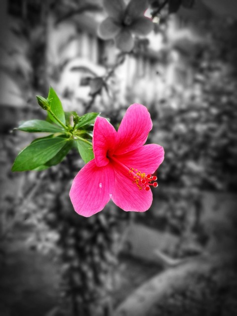 Hibiscus