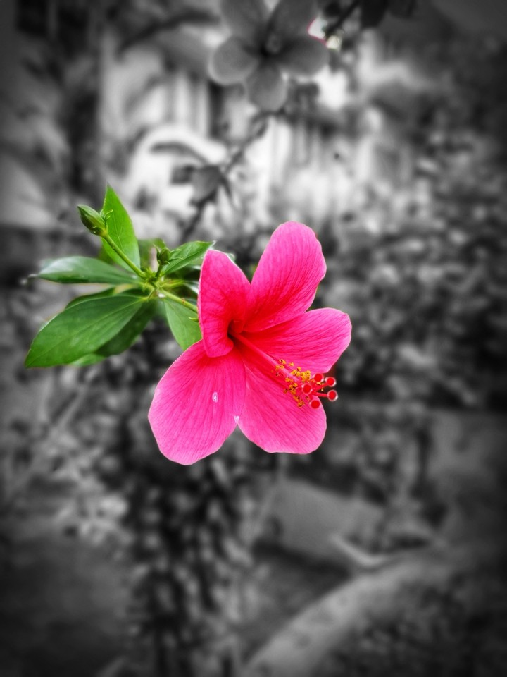Hibiscus