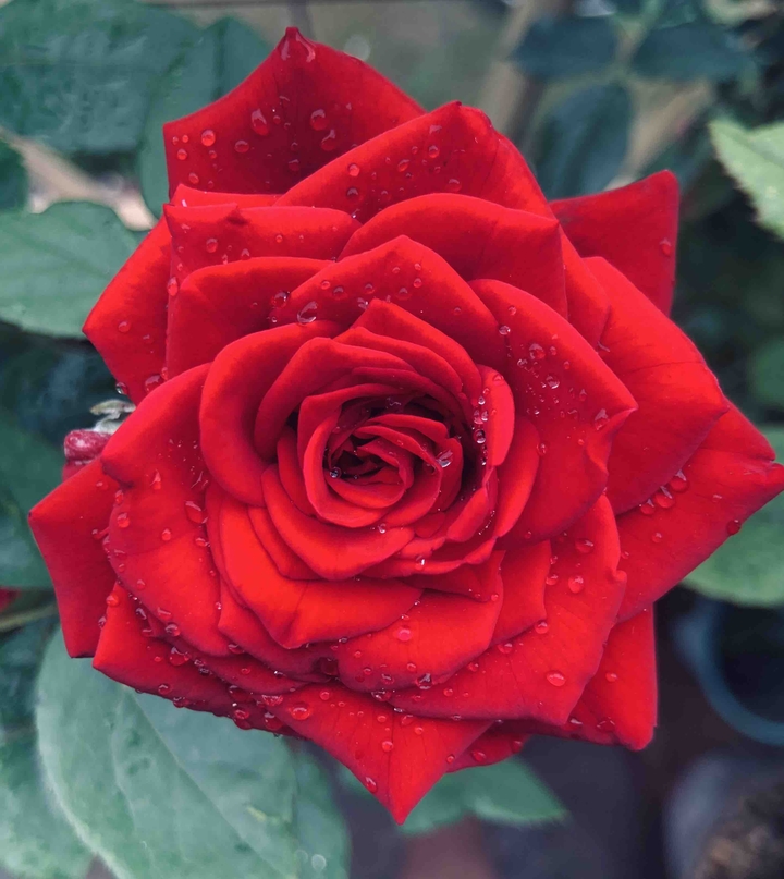 the colour of love