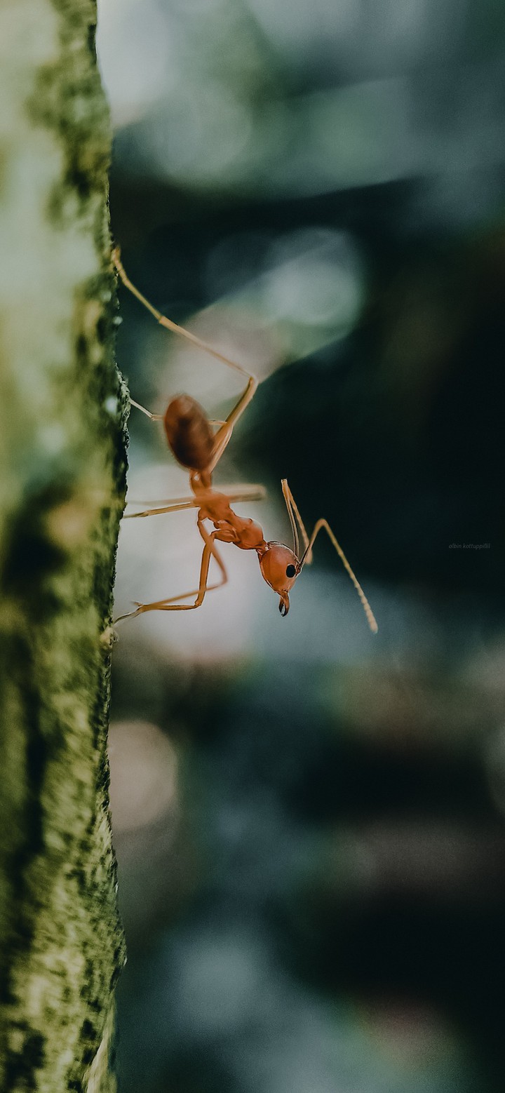 The Ant