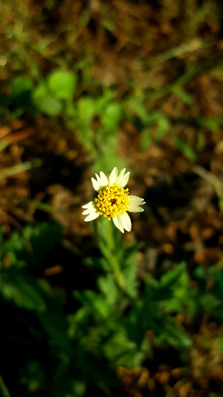 micro shot best