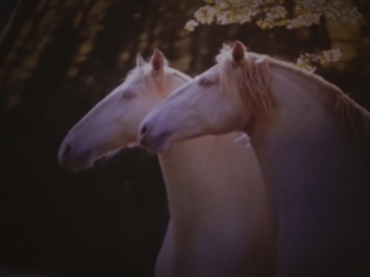 horses