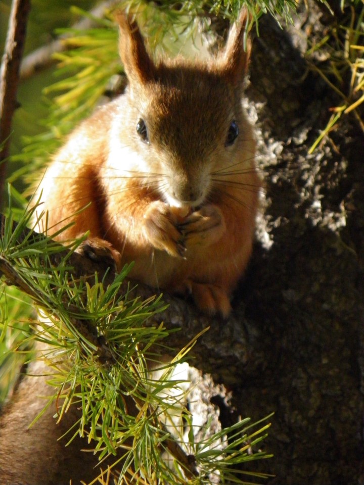 Squirrel's luck