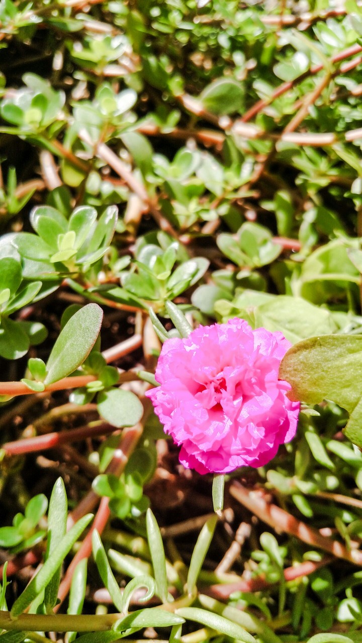flor