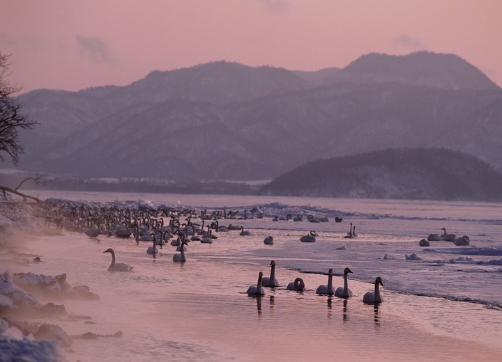 Birds