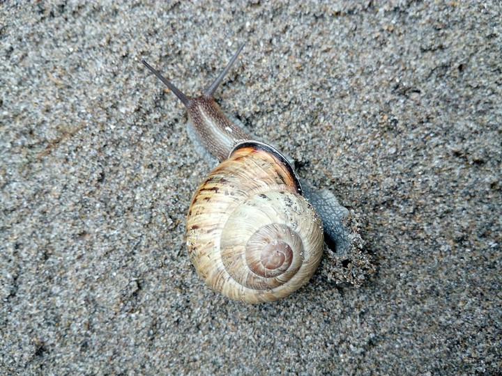 halazon