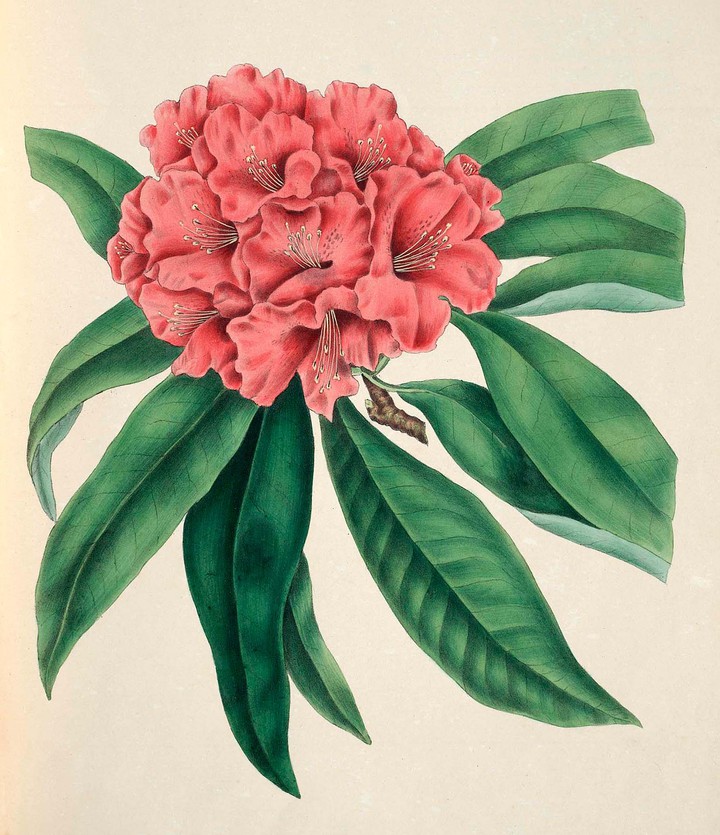 coral flowers