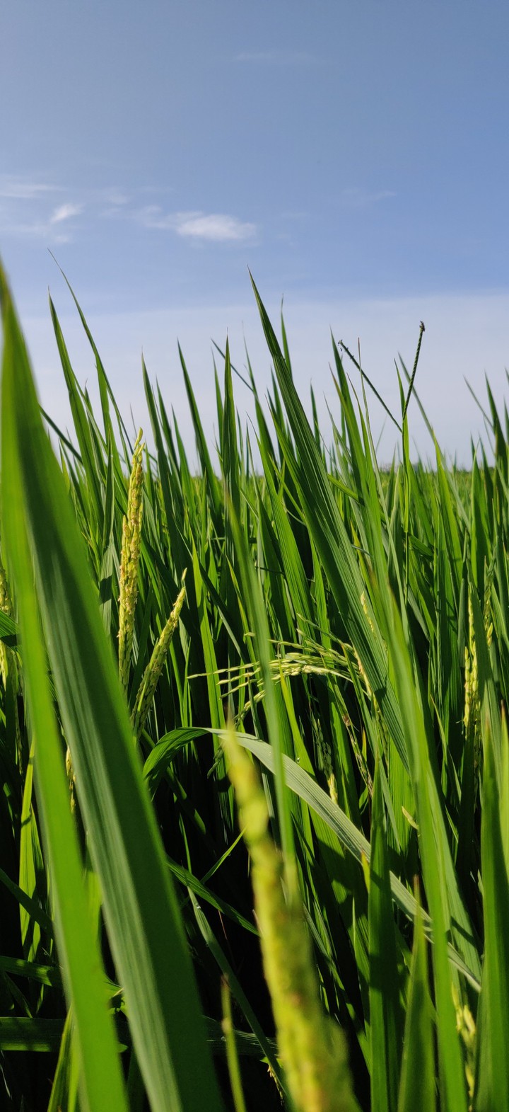 Paddy Fields