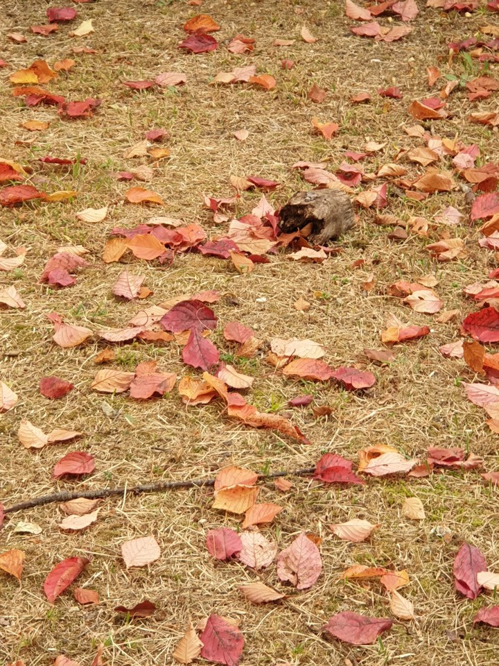 autumn