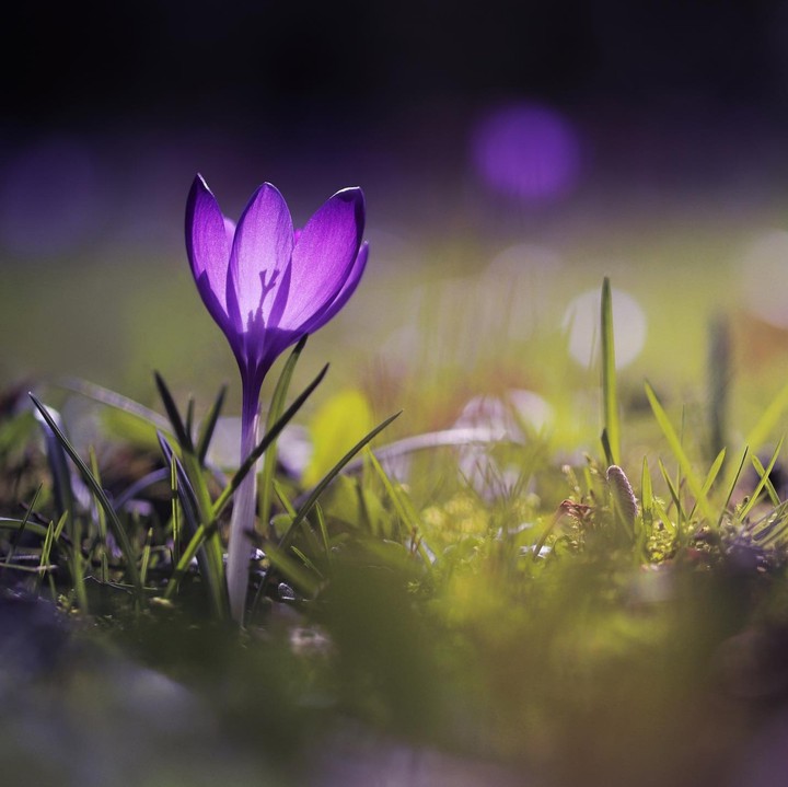 ~•°♤°•°❀°•°❀°•°❀°•°❀°•°♤•°~