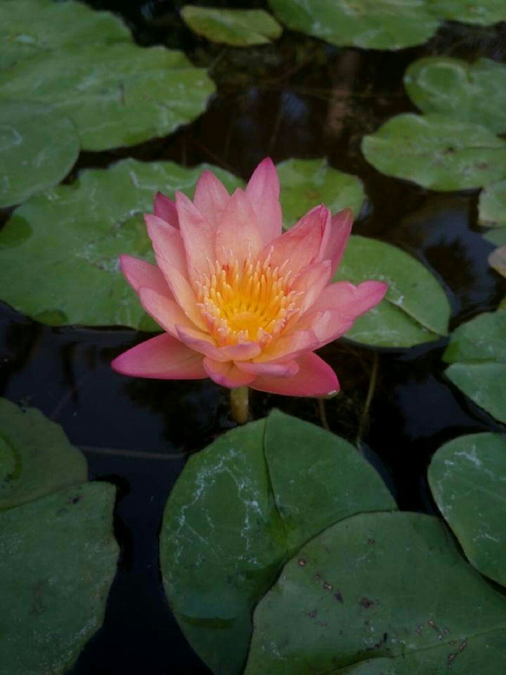 Pink Lotus