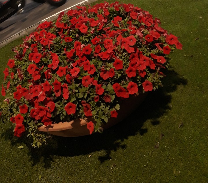 flowers