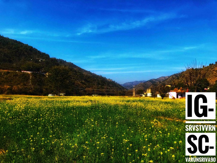 sunflower fields in Uttarakhand