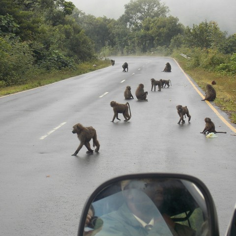 Monkeys on the road