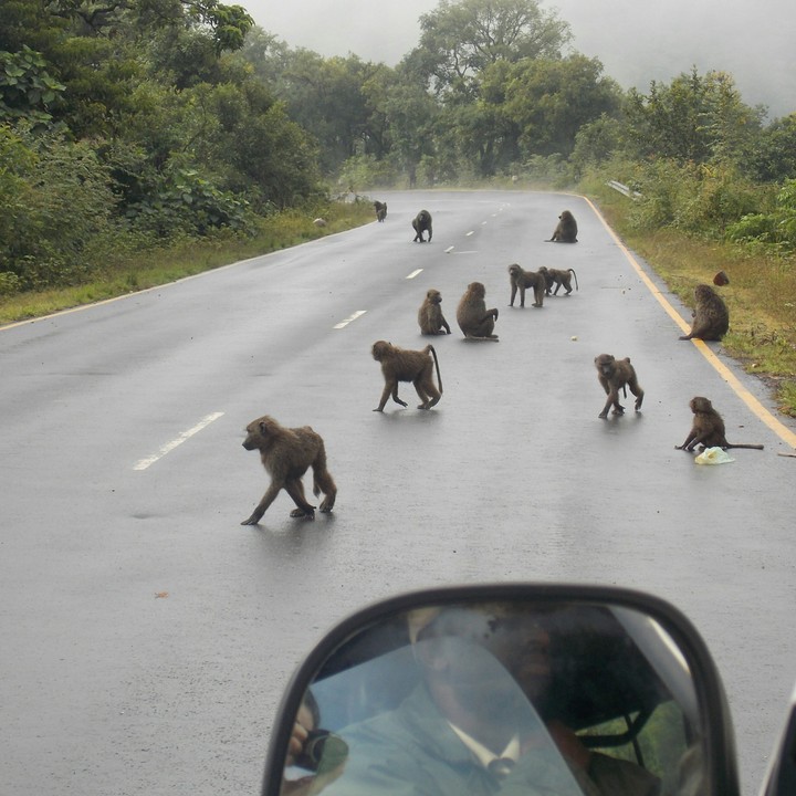 Monkeys on the road
