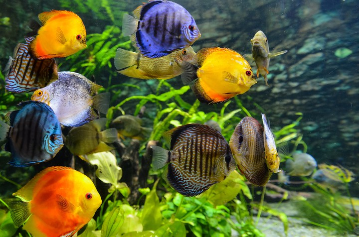 beautiful fishes