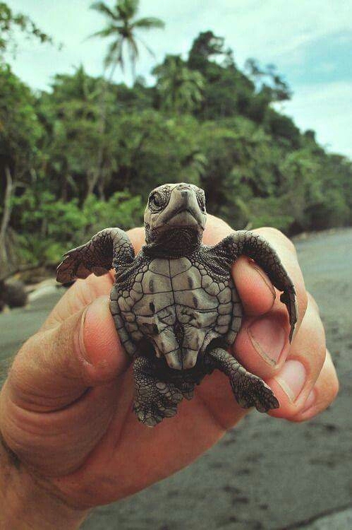 Turtle