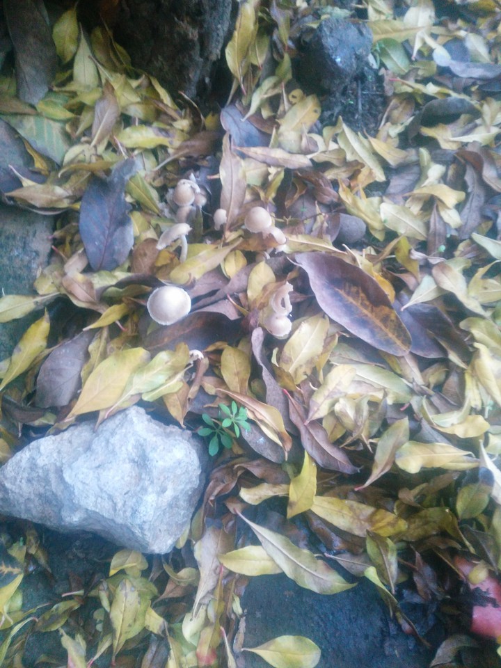 Fungus