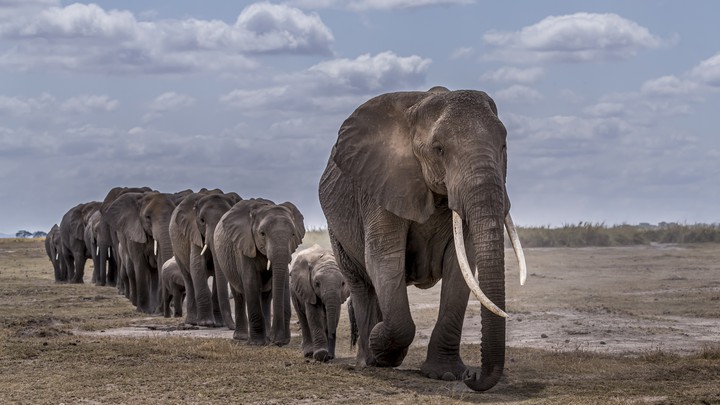 cute elephant