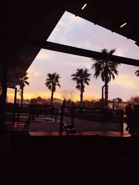 Palms