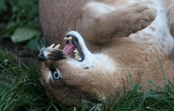 Caracal
