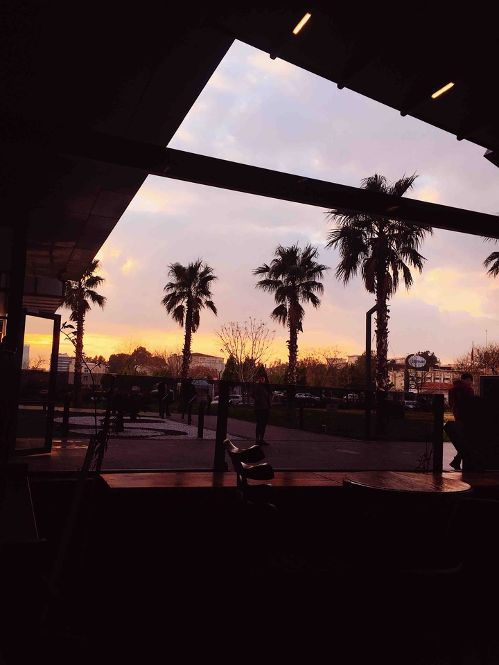 Palms