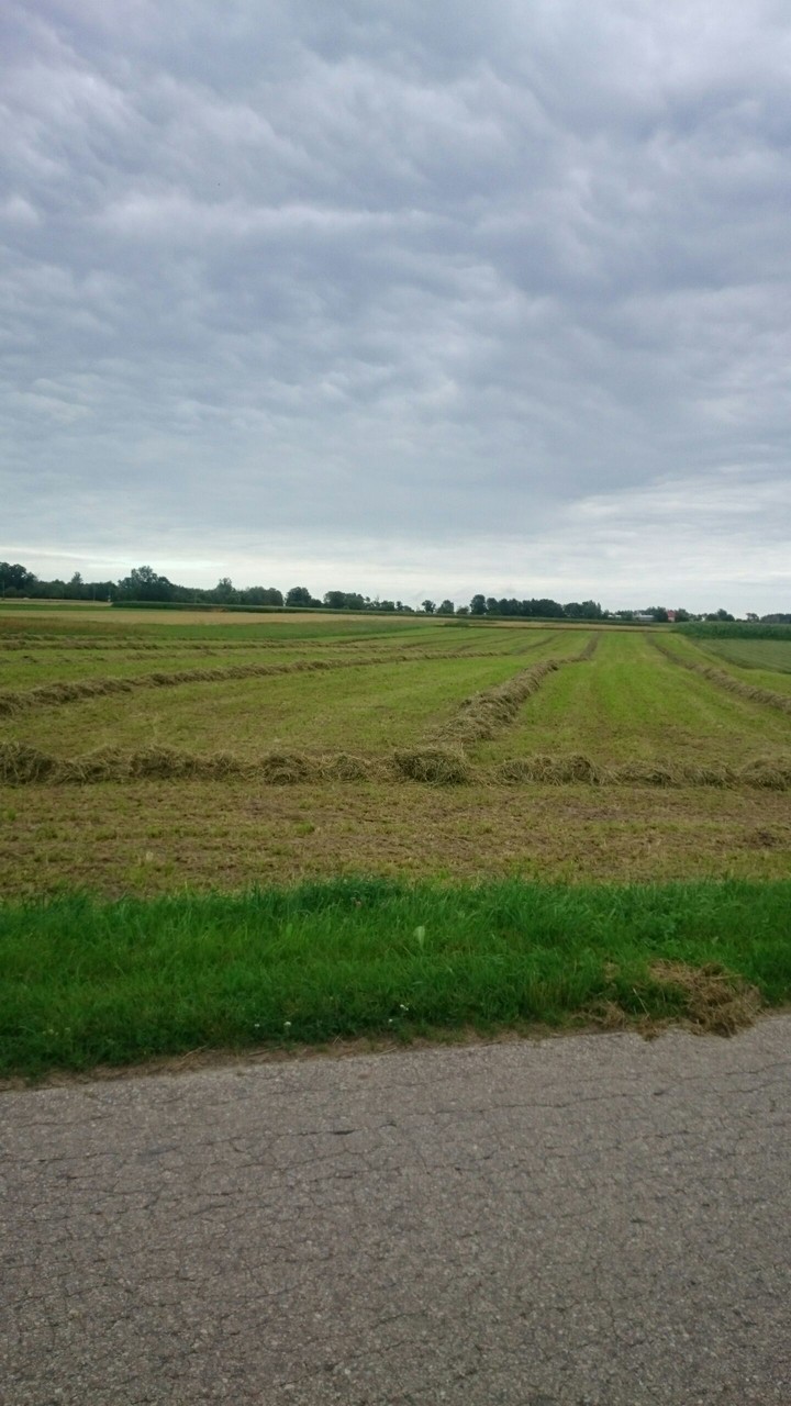 Grassland