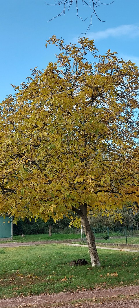 nusbaum