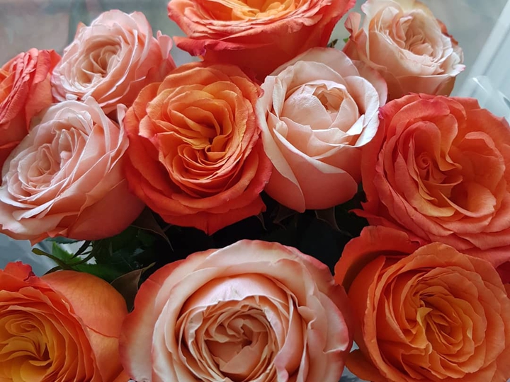 roses are red