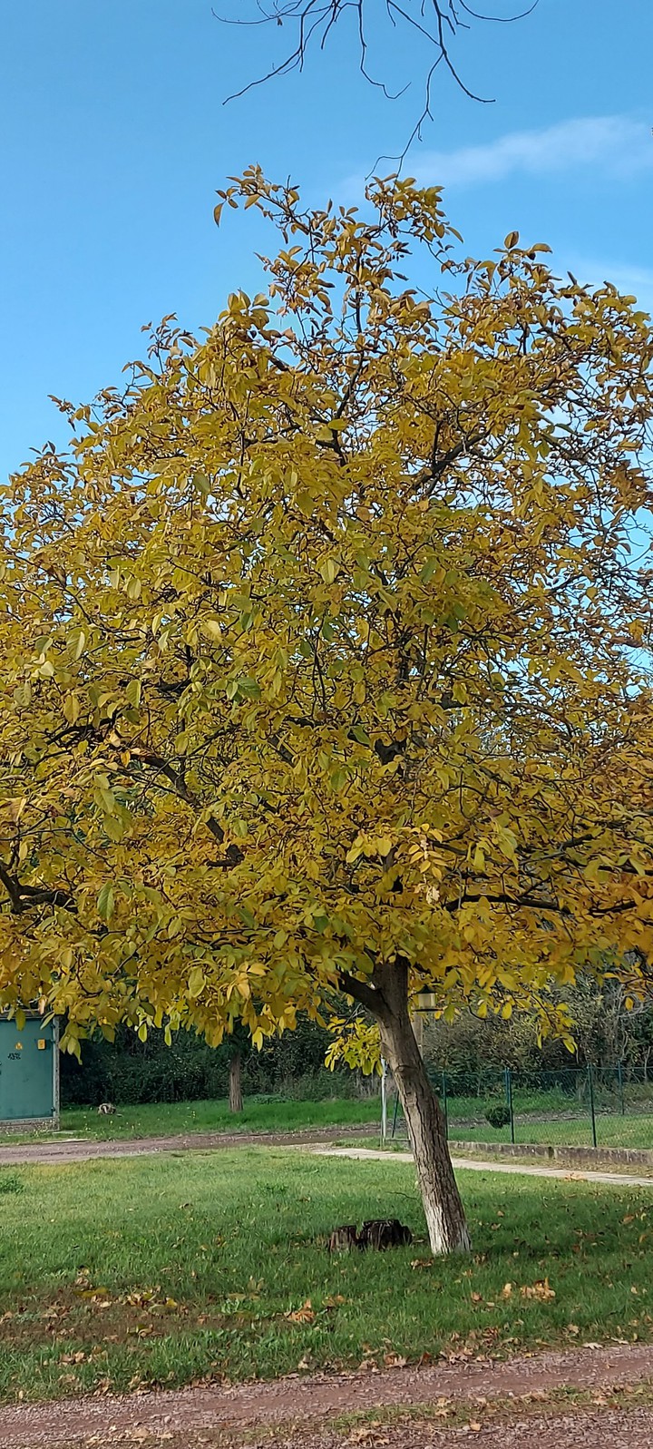 nusbaum