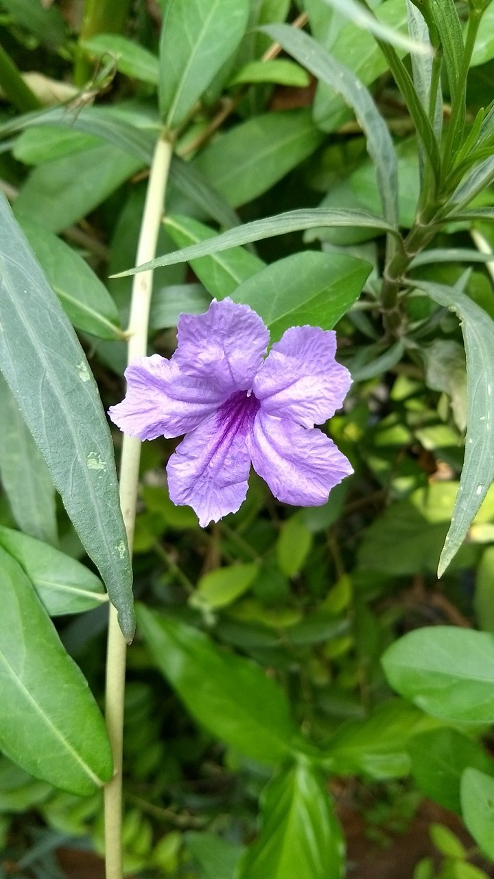 purple bliss